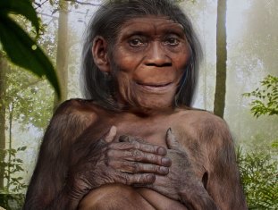 Homo Sapiens мог контактировать с человеком флоресским