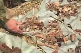 На Дону нашли останки экипажа бомбардировщика ВОВ