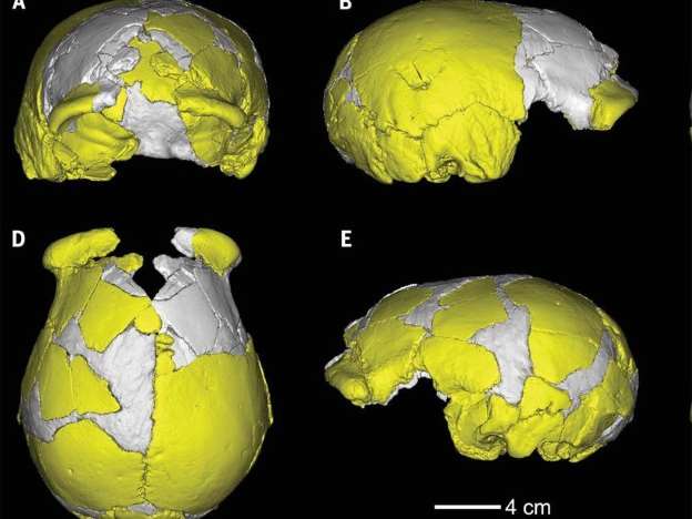 Древние черепа из Китая могут принадлежать неизвестному виду человека