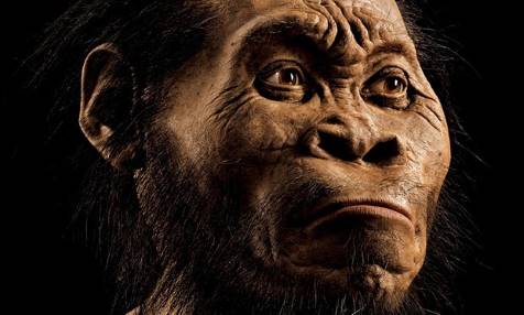 Homo naledi ходил как люди и лазал по деревьям как обезьяна