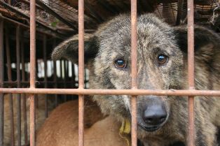 В Новосибирске выяснили, зачем древние китайцы начали есть собак